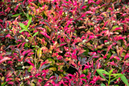 The background of the red portulaca plant in the garden