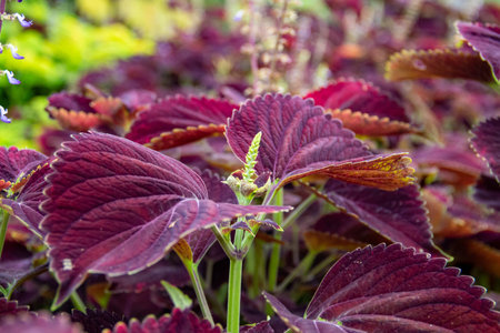 The background of the coleus plant in the garden
