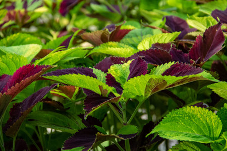 Very pretty coleus plant leaf background in green and red color