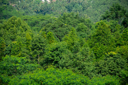 The background of the treetops in the mountains