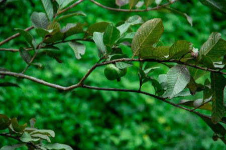 Background Close-up view of green guava fruit