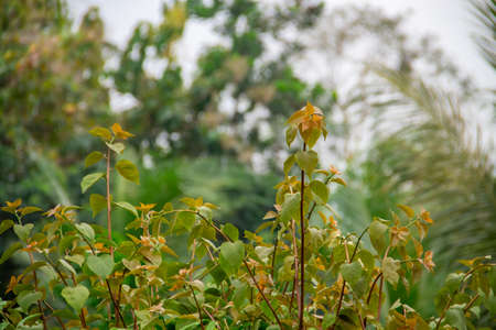 Fresh green leaves background in the gardenの写真素材