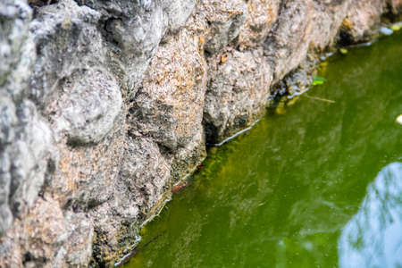 Fish pond wall texture made of coarse cementの写真素材
