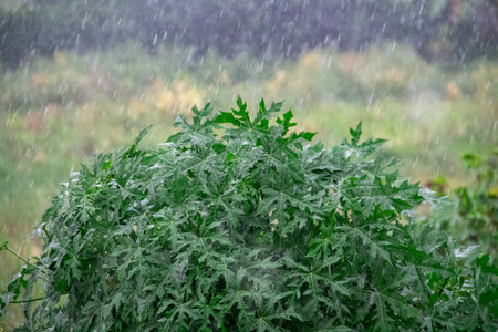 Plants exposed to heavy rain during the dayの写真素材