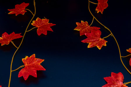 Maple leaf made of plastic material on a black backgroundの写真素材
