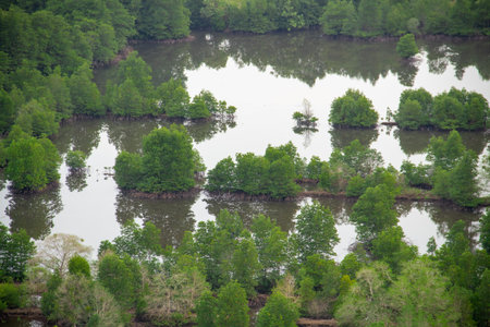 Mangrove forest area seen from the top of the mountain