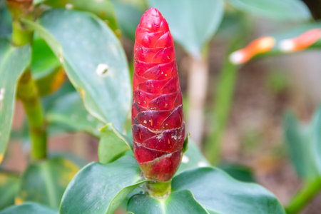 The red tip of the costus spicatus plantの写真素材