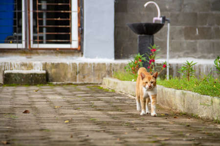Orange cat walking on the paving roadの写真素材