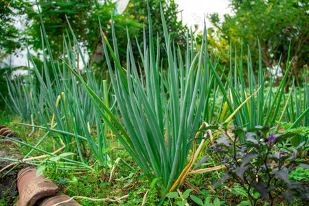 Onion plants growing on the plantation