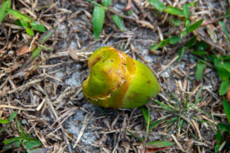 Small coconut seeds that fall to the groundの写真素材