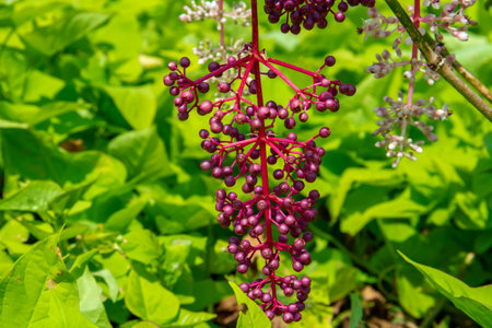 Background of the red fruit of the medinilla speciosa plant in the gardenの写真素材