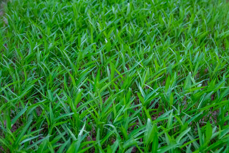 Small kale plants that have just been planted in the plantationの写真素材