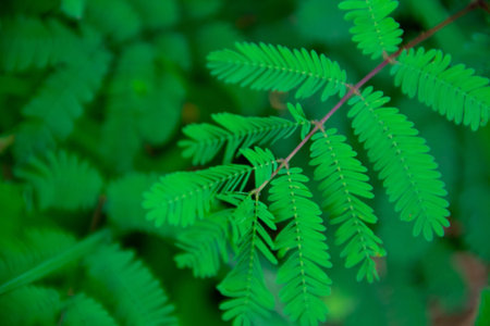 Green leaf background of Mimosa pudica plant