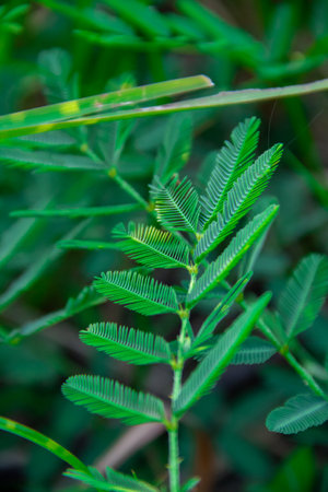 Green leaf background of Mimosa pudica plantの写真素材