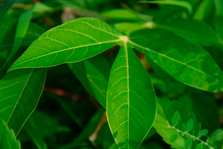 Line texture background of green cassava leavesの写真素材