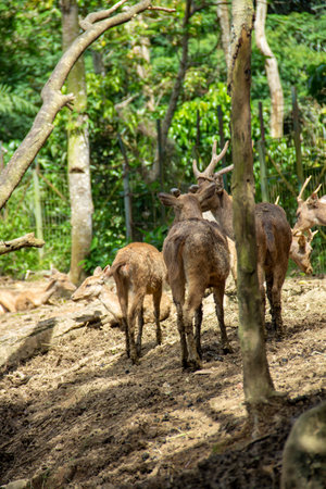 A herd of deer in cages in a captive areaの写真素材