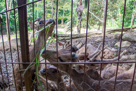 A herd of deer in cages in a captive areaの写真素材