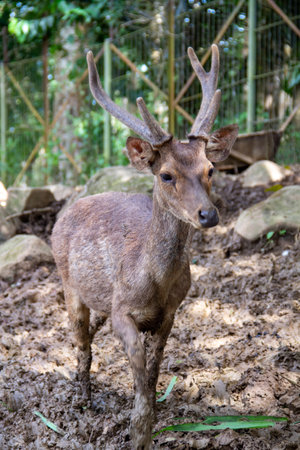 A brown deer in a captive area against a brown soil backgroundの写真素材
