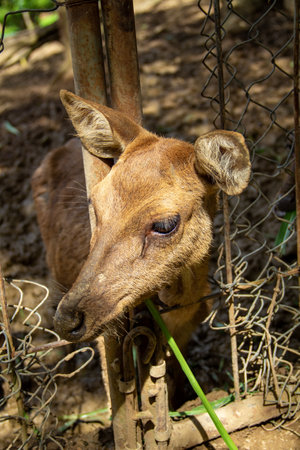 Close-up view of the head of a deer in the captivity areaの写真素材