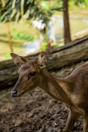 A brown deer in a captive area against a brown soil backgroundの写真素材