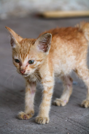 An orange kitten that looks emaciated from living on the streetsの写真素材