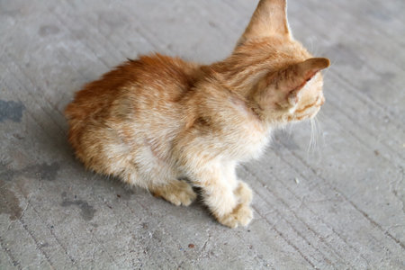 An orange kitten that looks emaciated from living on the streetsの写真素材