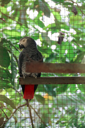 Gray parrot with the scientific name psittacus erithacus in a cage at the zooの写真素材