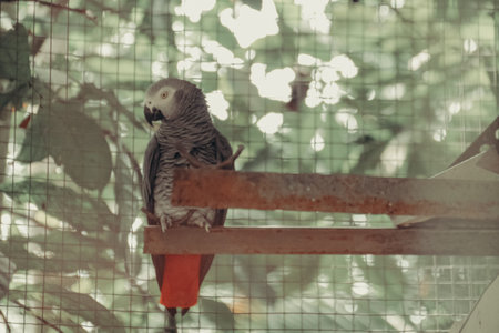 Gray parrot with the scientific name psittacus erithacus in a cage at the zoo