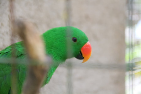 The parrot with the scientific name Eclectus roratus is green in a cage at the zooの写真素材
