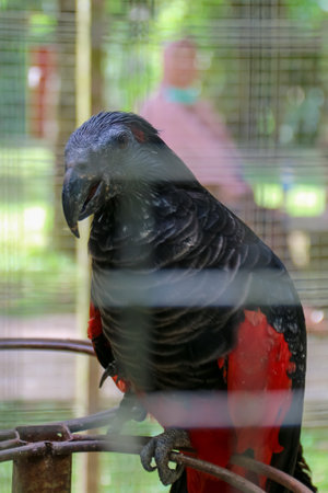 A cabaret parrot with the Latin name Psittrichas fulgidus in a zoo cageの写真素材