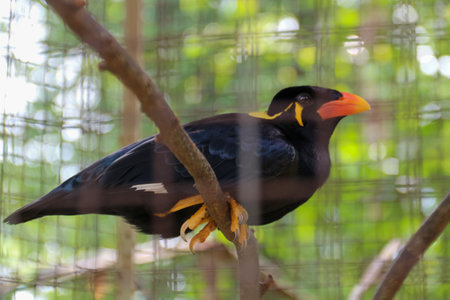 A black parrot with the Latin name Gracula in a zoo cageの写真素材