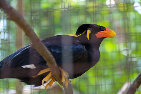 A black parrot with the Latin name Gracula in a zoo cage