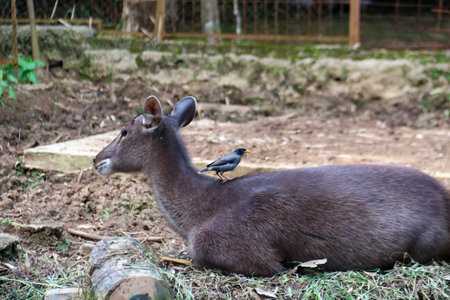 A bird on top of a sambar deer in a zoo enclosureの写真素材