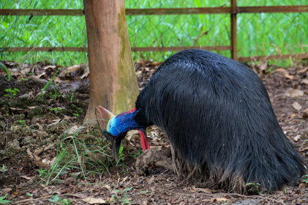Cassowary bird with the Latin name casuarius in a zoo cageの写真素材