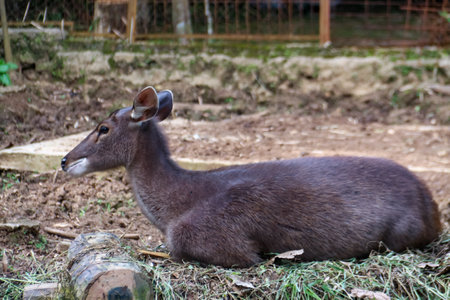 Sambar deer with the Latin name Unicolor deer in a zoo cageの写真素材