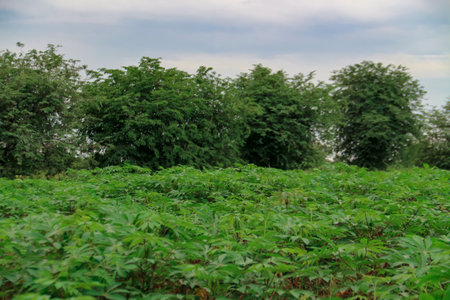 Cassava or manioc plant in the field with sky backgroundの写真素材