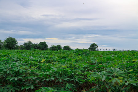 Cassava field with blue sky and cloud background, Cassava fieldの写真素材
