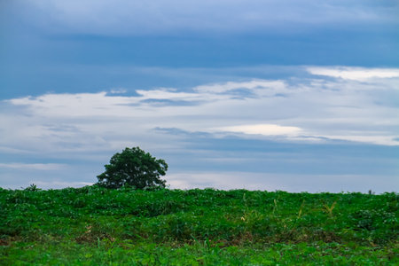 Lonely tree on the green meadow with blue sky backgroundの写真素材