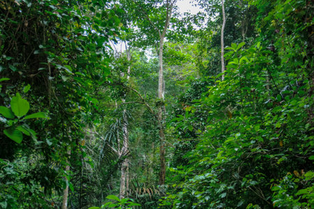 Tropical rainforest in the jungle of Borneo.の写真素材