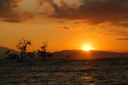 Sunset over the sea with silhouettes of trees in the foregroundの写真素材