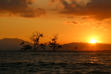 Sunset on the beach with silhouettes of trees and storkの写真素材