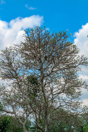Frangipani tree against the background of blue clouds growing on the graveの写真素材