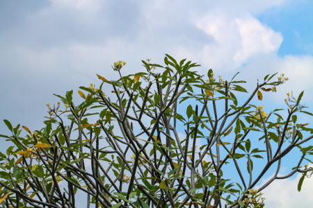 Frangipani tree against the background of blue clouds growing on the graveの写真素材