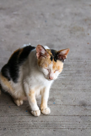 A striped female cat sitting on a cement floorの写真素材