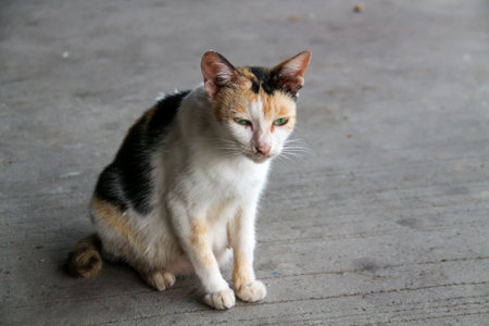 Tricolor cat with green eyes sit on concrete floorの写真素材