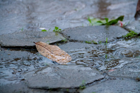 rain drops on the ground, raindrops on the pavement, autumnの写真素材