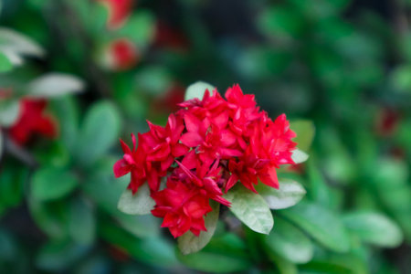 Red Ixora coccinea flower with green leaves background.の写真素材