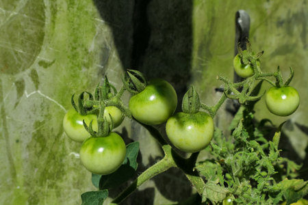 Green tomatoes growing on a branch in the garden, close up.の写真素材