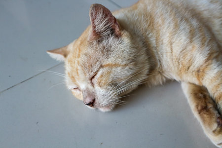 Cute cat sleeping on the floor, closeup of photo.の写真素材