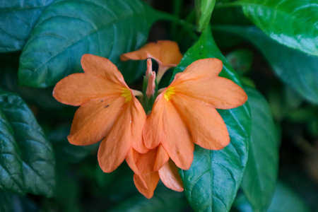 Beautiful orange flower with green leaves background in the garden, stock photoの写真素材
